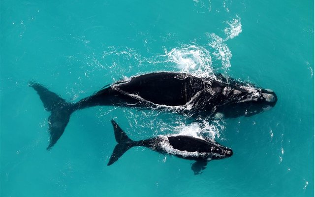 Southern right whale cow and calf pair showing the callosity patterns on the animal’s heads that are used for individual identification.